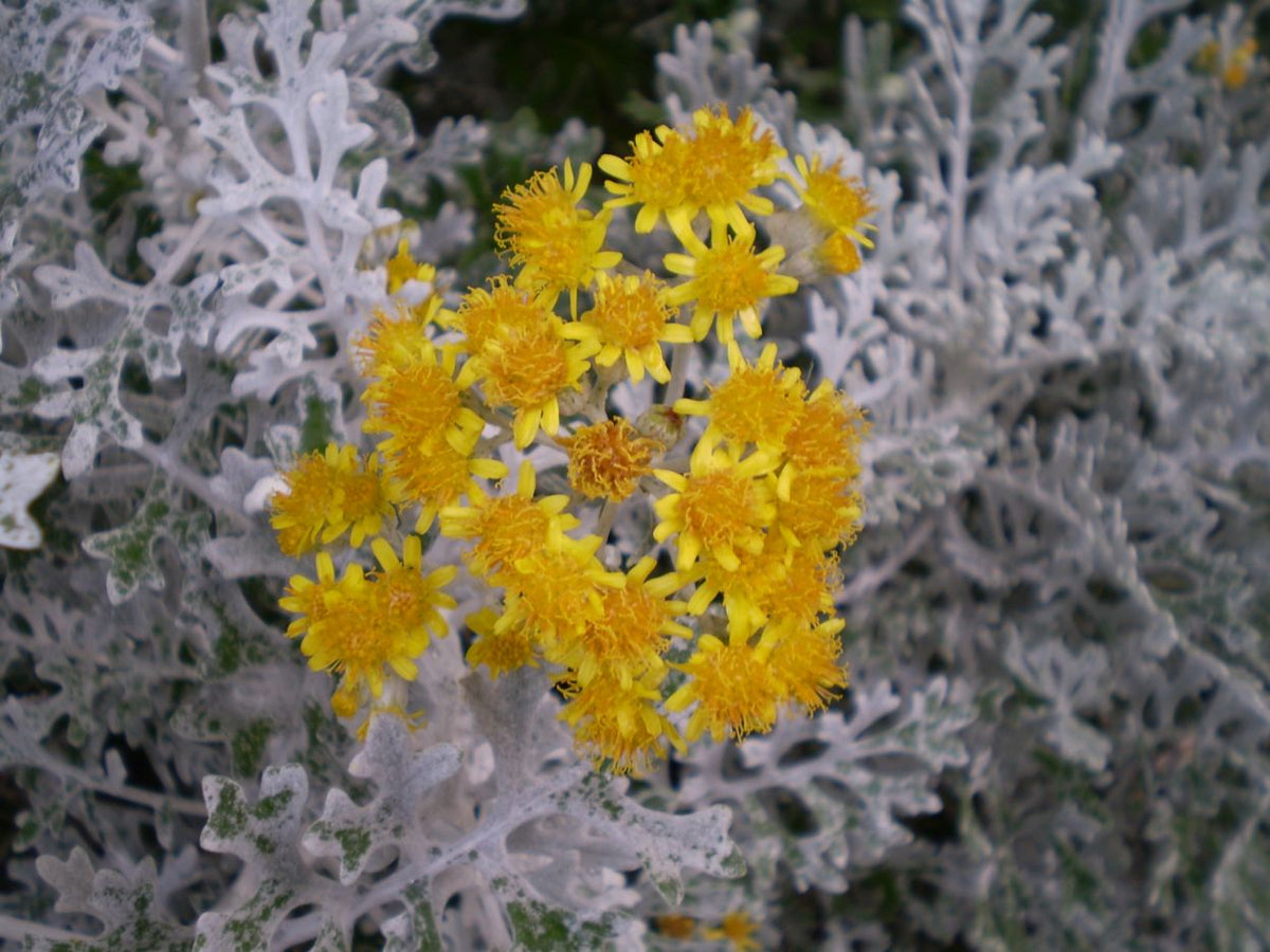 Jacobaea maritima ‘Silver Dust’ (Silver Dust Dusty Miller)