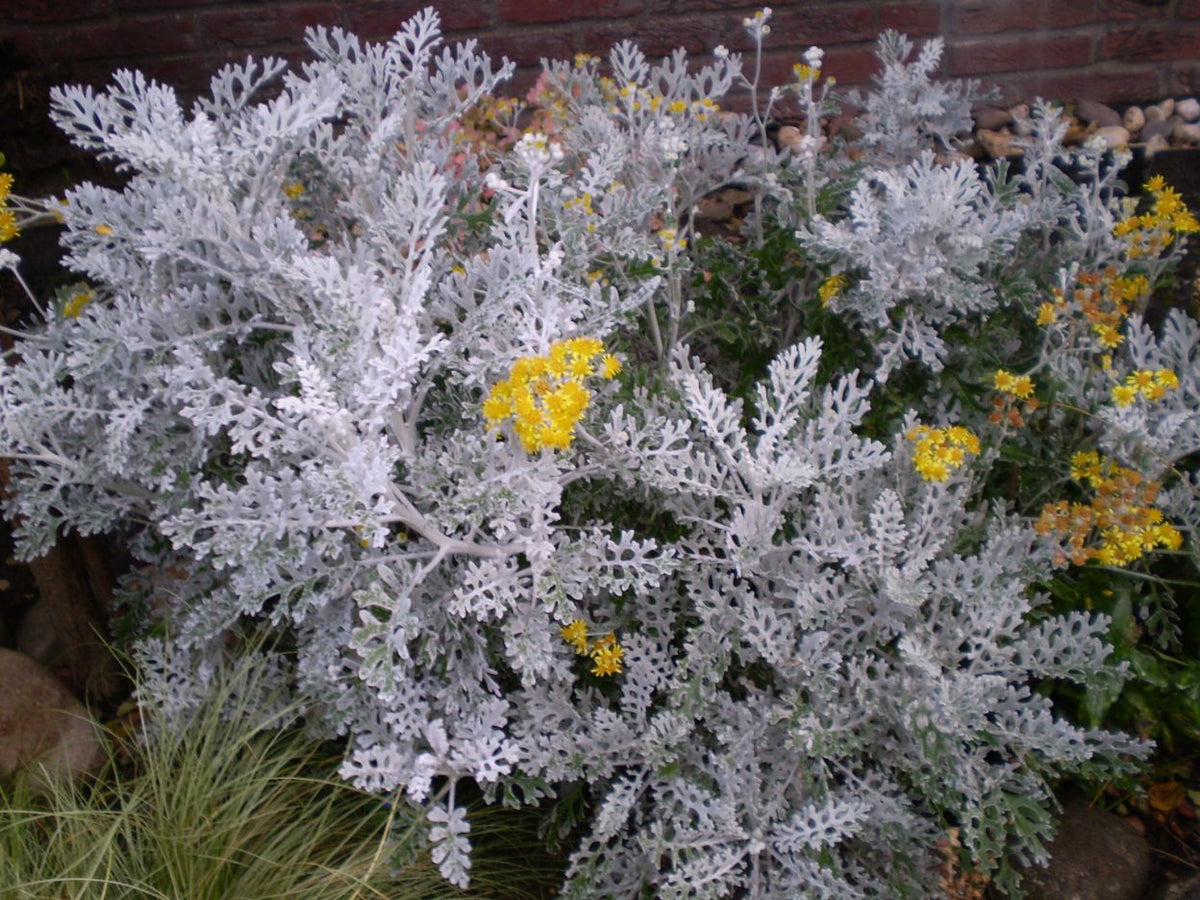 Jacobaea maritima ‘Silver Dust’ (Silver Dust Dusty Miller)