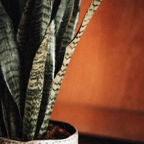 Sansevieria trifasciata ‘Silver Princess’ (Mother-in-Law’s Tongue)