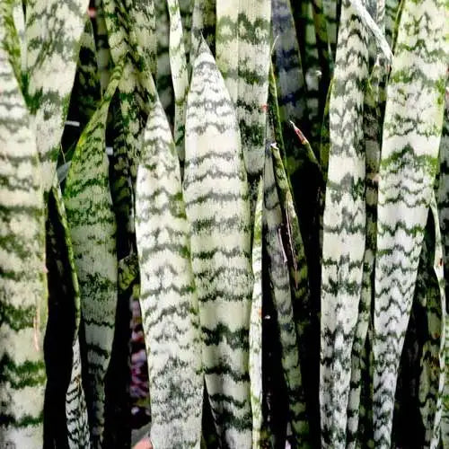 Sansevieria trifasciata ‘Silver Princess’ (Mother-in-Law’s Tongue)
