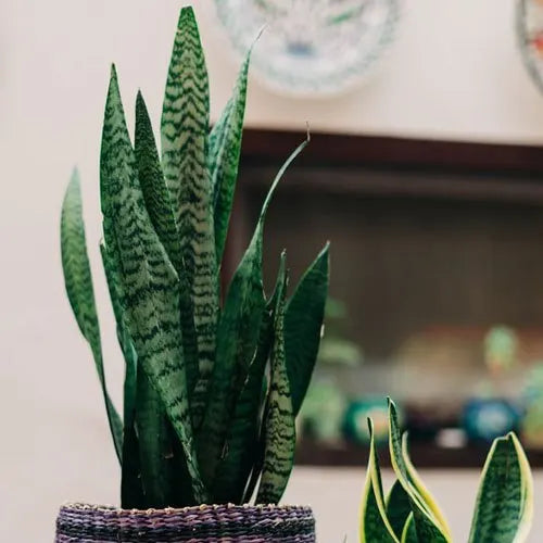 Sansevieria trifasciata ‘Silver Princess’ (Mother-in-Law’s Tongue)