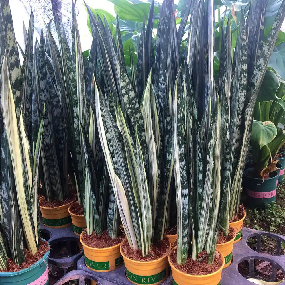 Sansevieria Trifasciata ‘Silver Sword’ (Silver Sword Snake Plant)