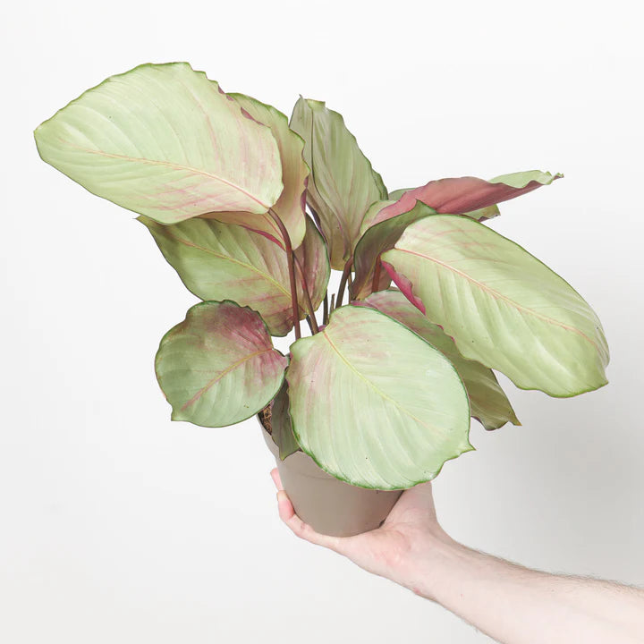 Goeppertia (Calathea) ‘Silver Plate’ (Calathea Silver Plate)