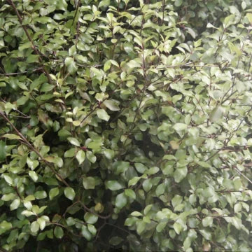 Pittosporum tenuifolium ‘Silver Sheen Super Screen Original’ – Evergreen Screening Plant