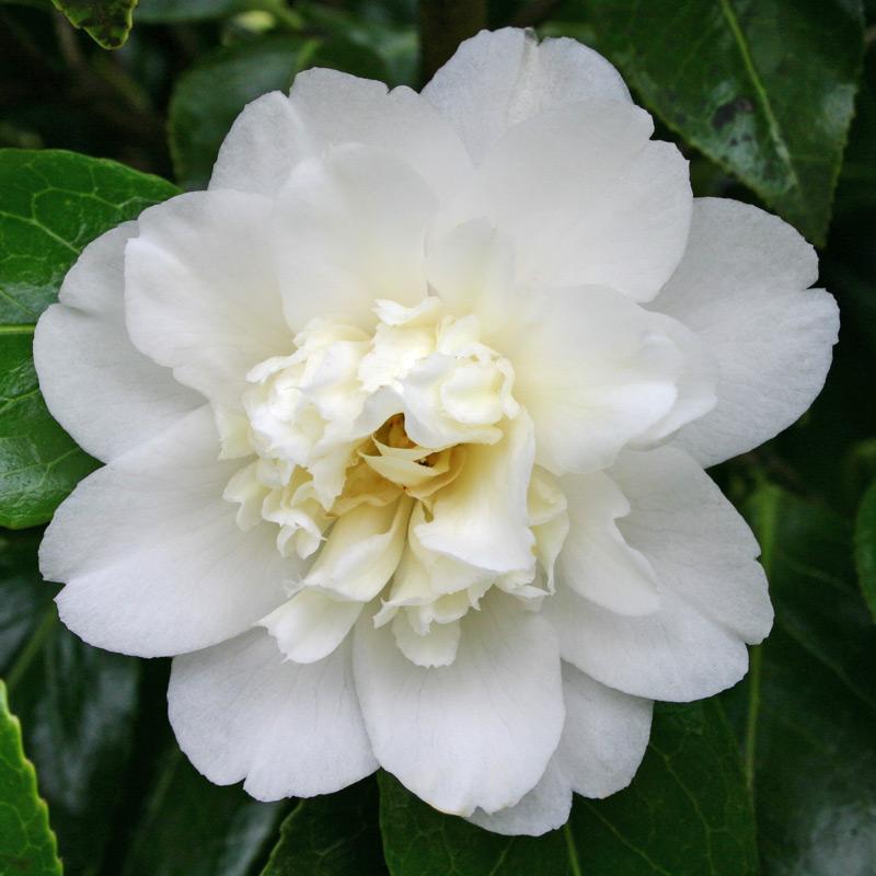 Camellia Japonica ‘Man Size’ (Man Size Camellia Balls)