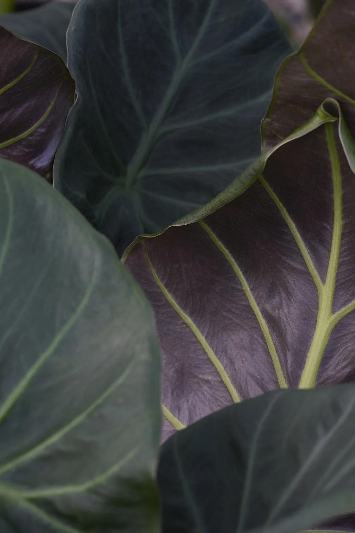 Alocasia Odora × Alocasia Reginula ‘Regal Shields’ (Regal Shields Elephant Ear)