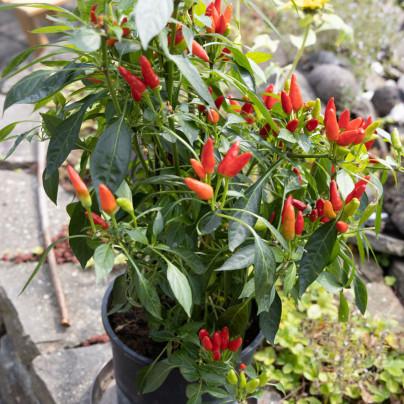 Capsicum annuum 'Birdseye Thai' (Birdseye Thai Chilli)