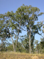 Eucalyptus Crebra (Narrow-Leaf Ironbark)