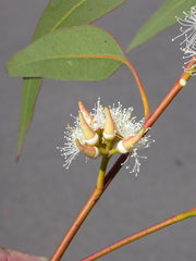 Eucalyptus Amplifolia (Cabbage Gum)