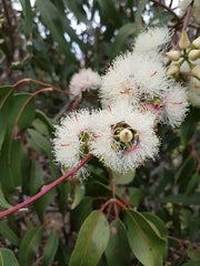 Eucalyptus Tereticornis (Forest Red Gum)