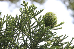 Araucaria Cunninghamii (Hoop Pine)