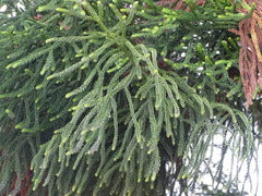 Araucaria Cunninghamii (Hoop Pine)