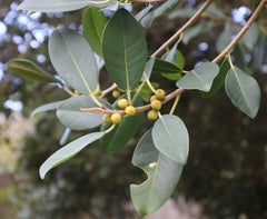 Ficus Rubiginosa (Port Jackson Fig)
