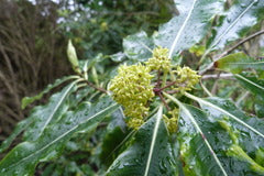 Pittosporum eugenioides – Lemonwood