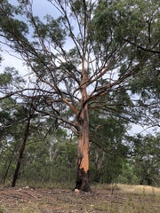 Eucalyptus Punctata (Grey Gum)