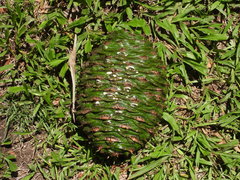 Araucaria bidwillii (Bunya Pine)