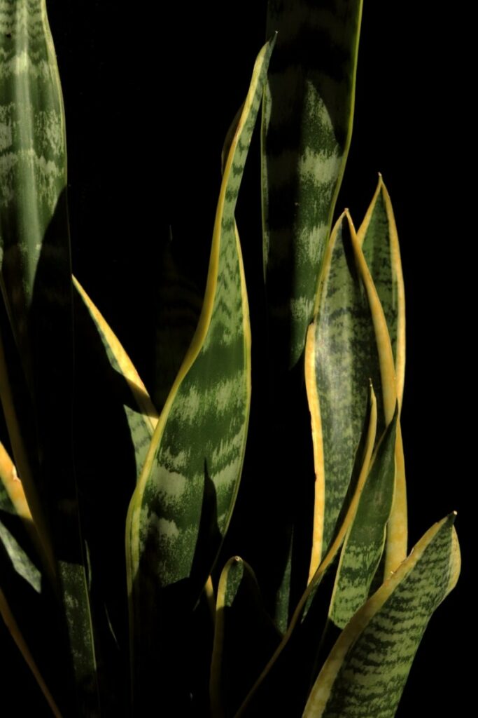 Sansevieria trifasciata ‘Black Gold’ (Black Gold Snake Plant)