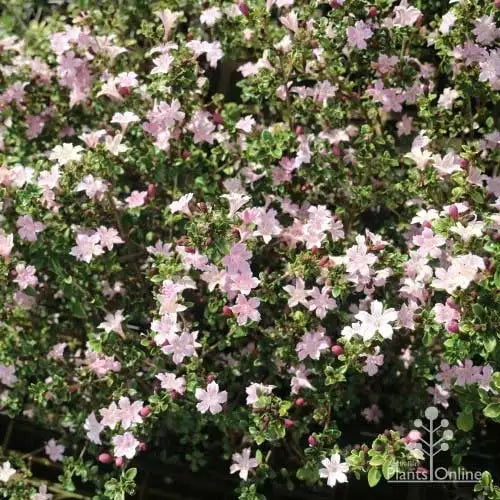 Serissa foetida ‘Snow Leaves Pink’ (Pink Snow Rose Variegated)