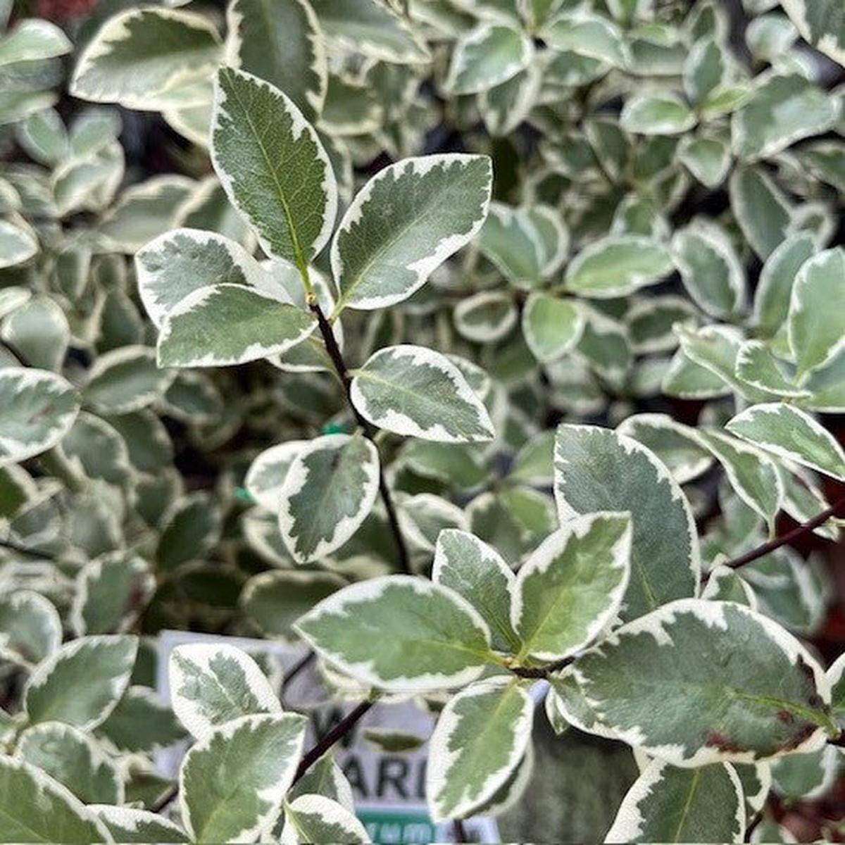 Pittosporum tenuifolium ‘Snow Leopard’ – Variegated Evergreen Shrub