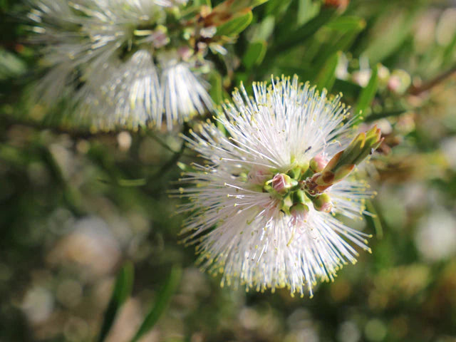 Callistemon Spp. ‘CNU07’ Snow Burst™ (Snow Burst Bottlebrush)