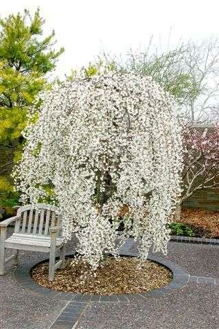 Prunus × subhirtella 'Snofozam' (Snow Fountains® Weeping Cherry)