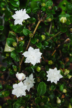 Serissa foetida ‘Flora Pleno’ (Snow Rose)