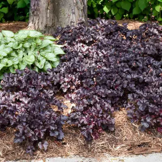 Heuchera ‘Black Pearl’ (Coral Bells)