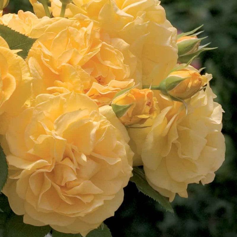 Rosa ‘Soul Mate’ (Soul Mate Rose)