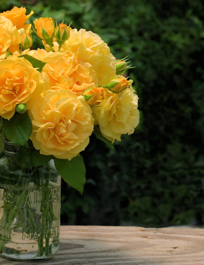Rosa ‘Soul Mate’ (Soul Mate Rose)