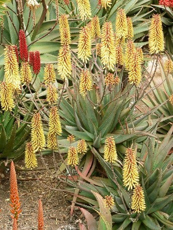Aloe ‘Southern Cross’