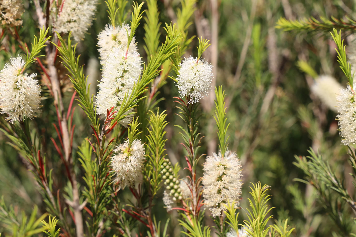 Melaleuca armillaris (MELA01) SPACE SAVER™ PBR
