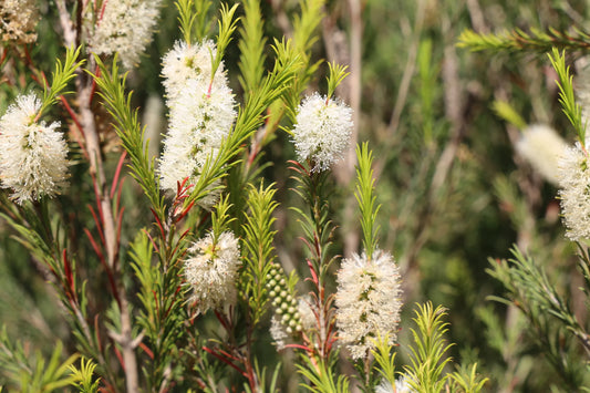 Melaleuca armillaris (MELA01) SPACE SAVER™ PBR