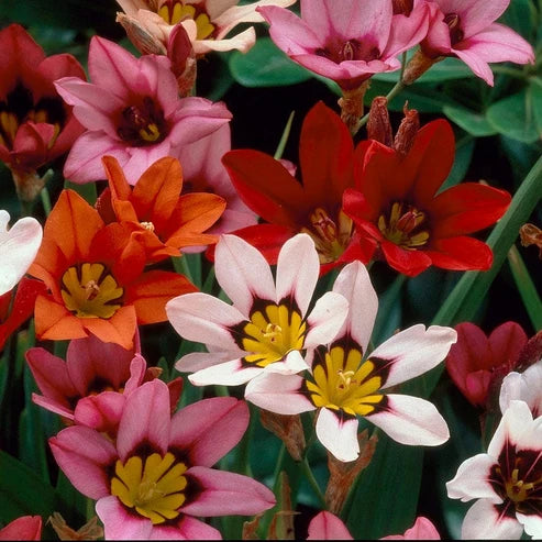 Sparaxis ‘Harlequin Mix’ – Harlequin Flowers