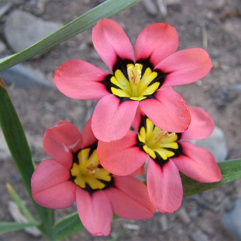 Sparaxis ‘Harlequin Mix’ – Harlequin Flowers