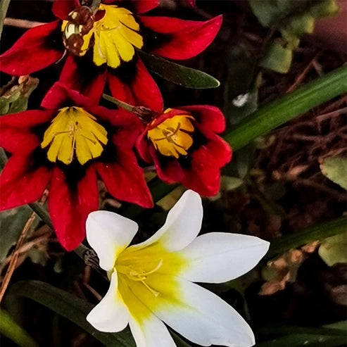 Sparaxis ‘Harlequin Mix’ – Harlequin Flowers