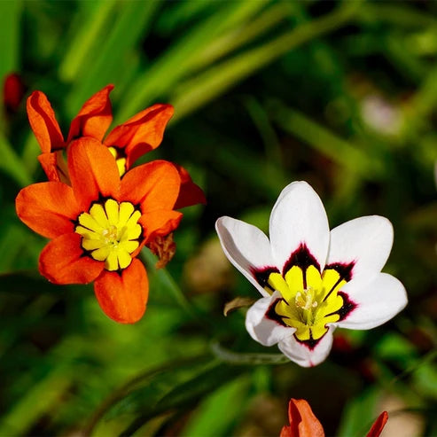 Sparaxis ‘Harlequin Mix’ – Harlequin Flowers