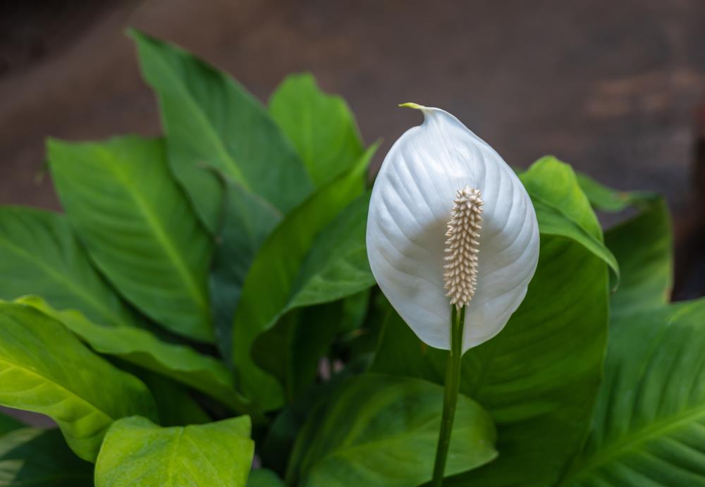 Spathiphyllum ‘Stephanie’ (Stephanie Peace Lily)
