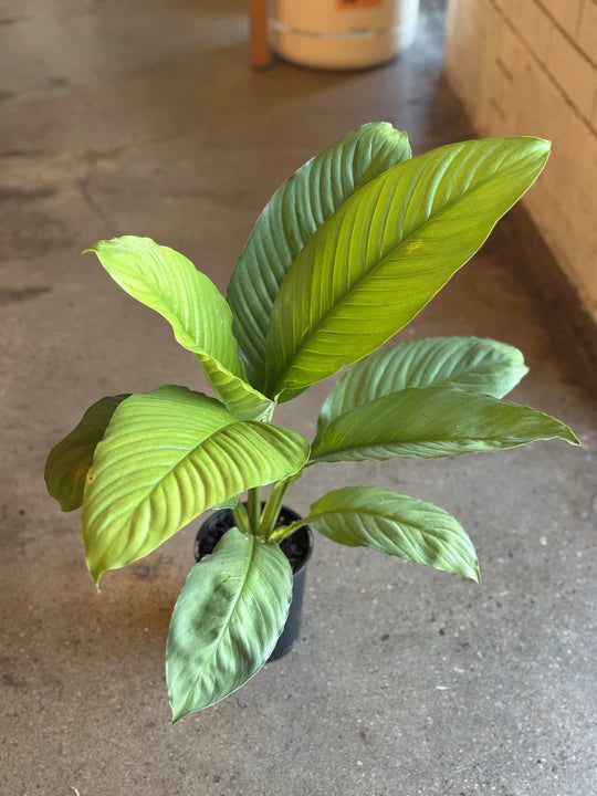 Spathiphyllum 'Blue Moon' (Blue Moon Peace Lily)