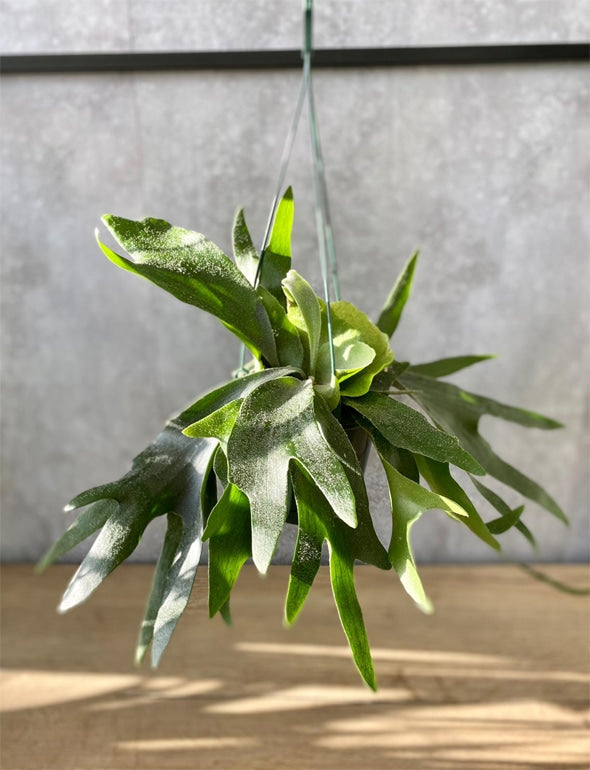 Platycerium bifurcatum (Elkhorn Fern)