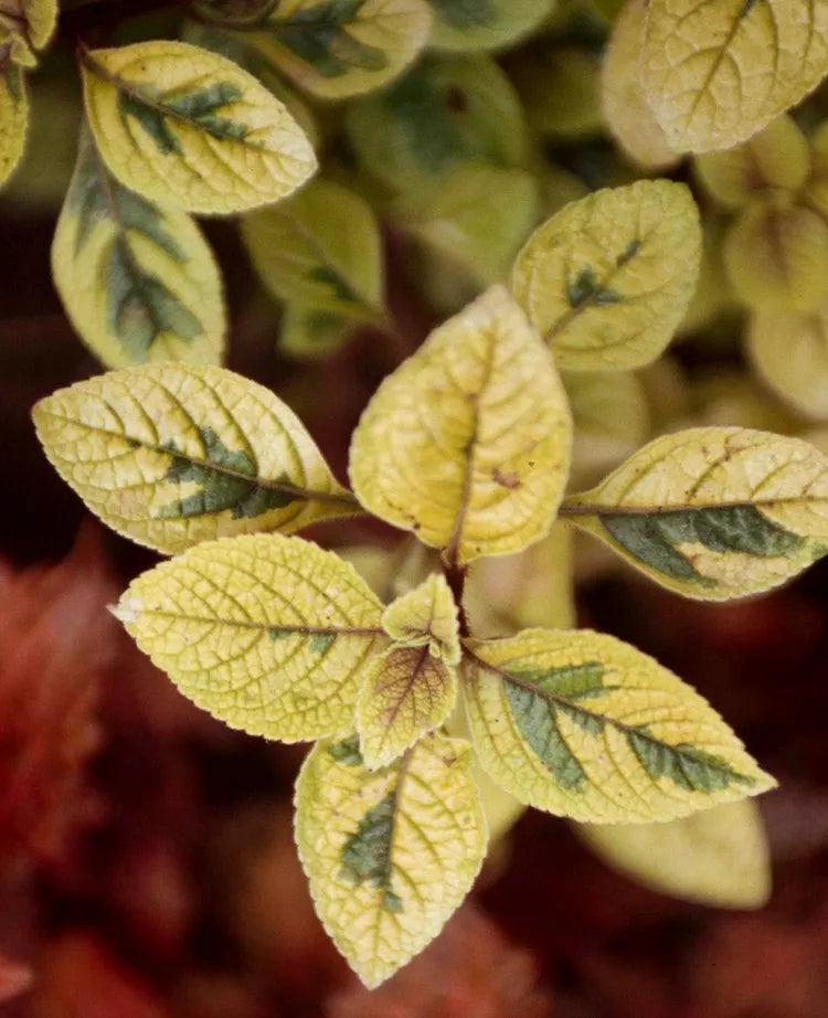 Plectranthus ‘Nico’ – Ornamental Foliage Plant