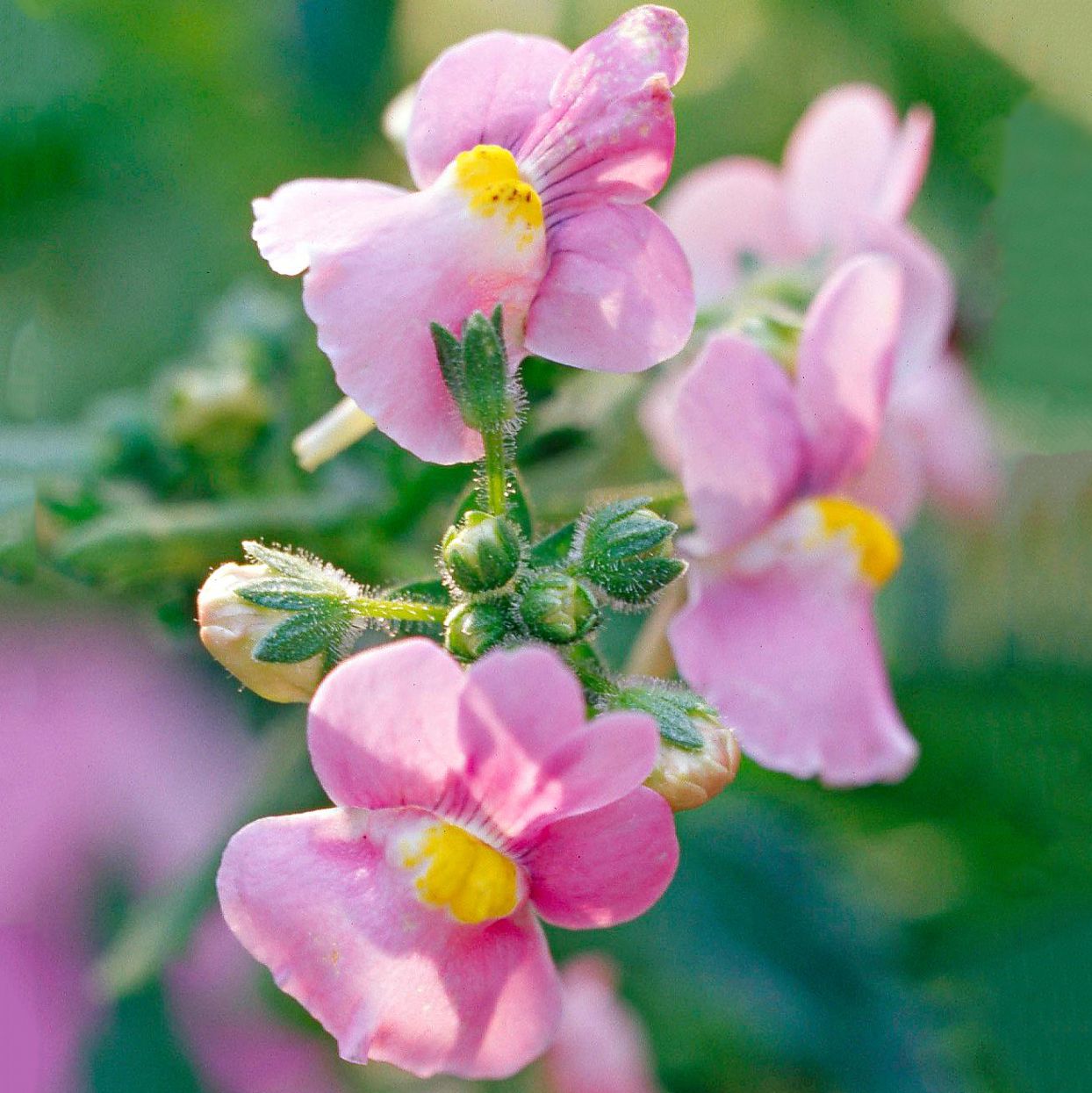 Nemesia Spp. (Pink Nemesia)