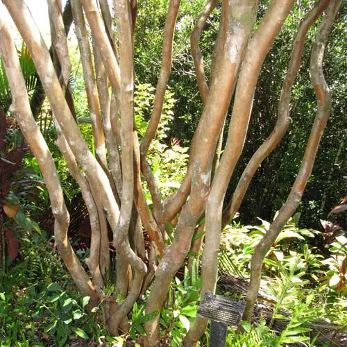 Psidium cattleianum (Strawberry Guava) CLEARANCE