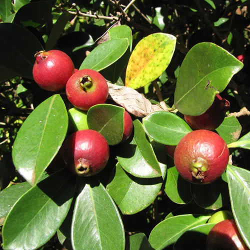 Psidium cattleianum (Strawberry Guava)