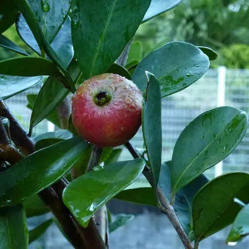 Psidium cattleianum (Strawberry Guava) CLEARANCE