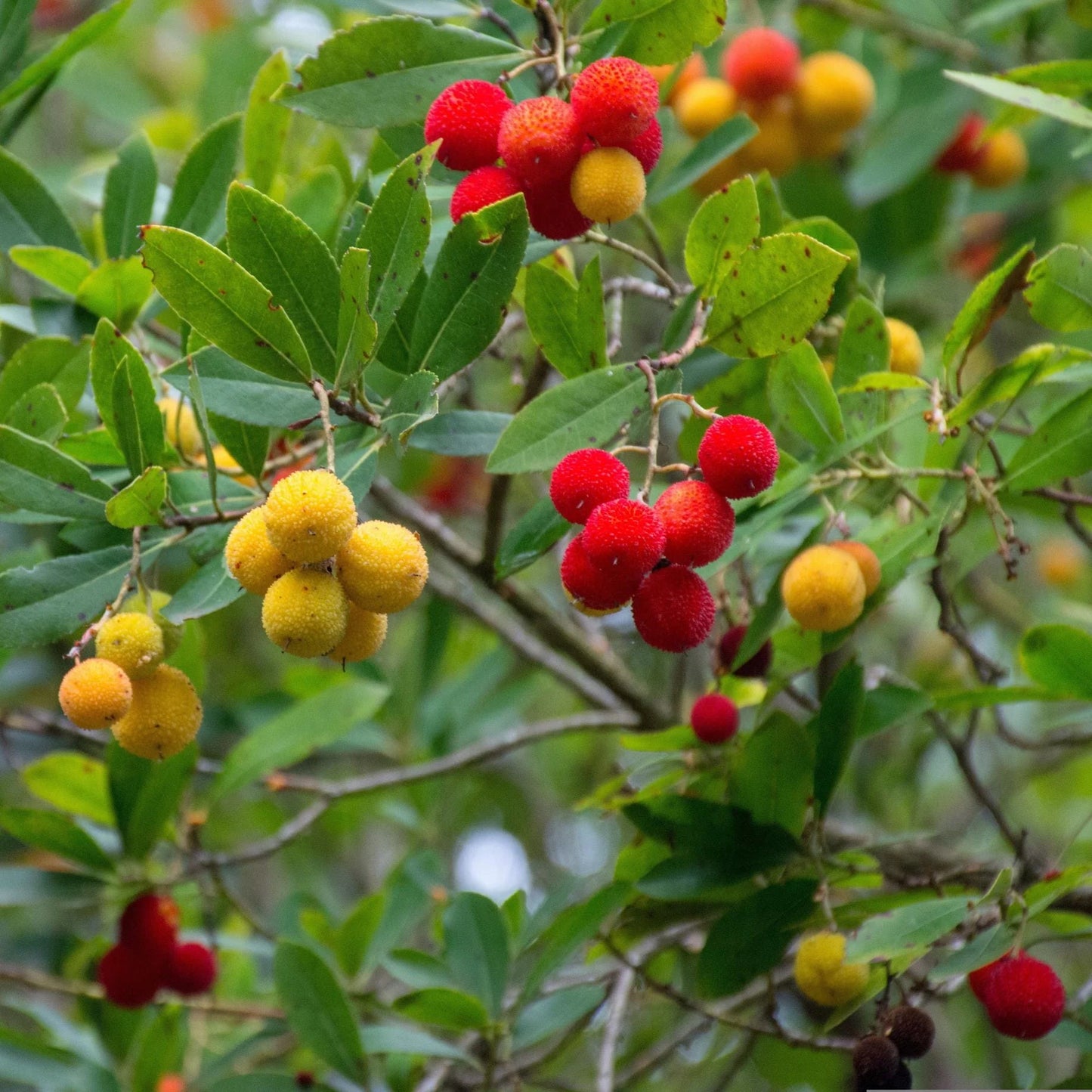 Arbutus Unedo (Strawberry Tree)