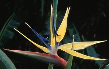 Strelitzia reginae ‘Mandela’s Gold’ – Golden Bird of Paradise