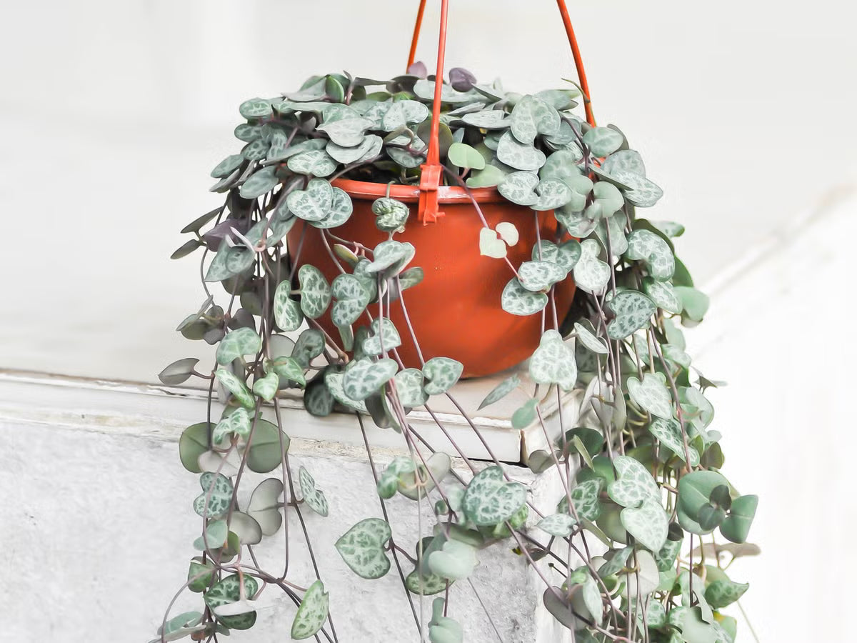 Ceropegia Woodii (String/Chain Of Hearts) Hanging Basket