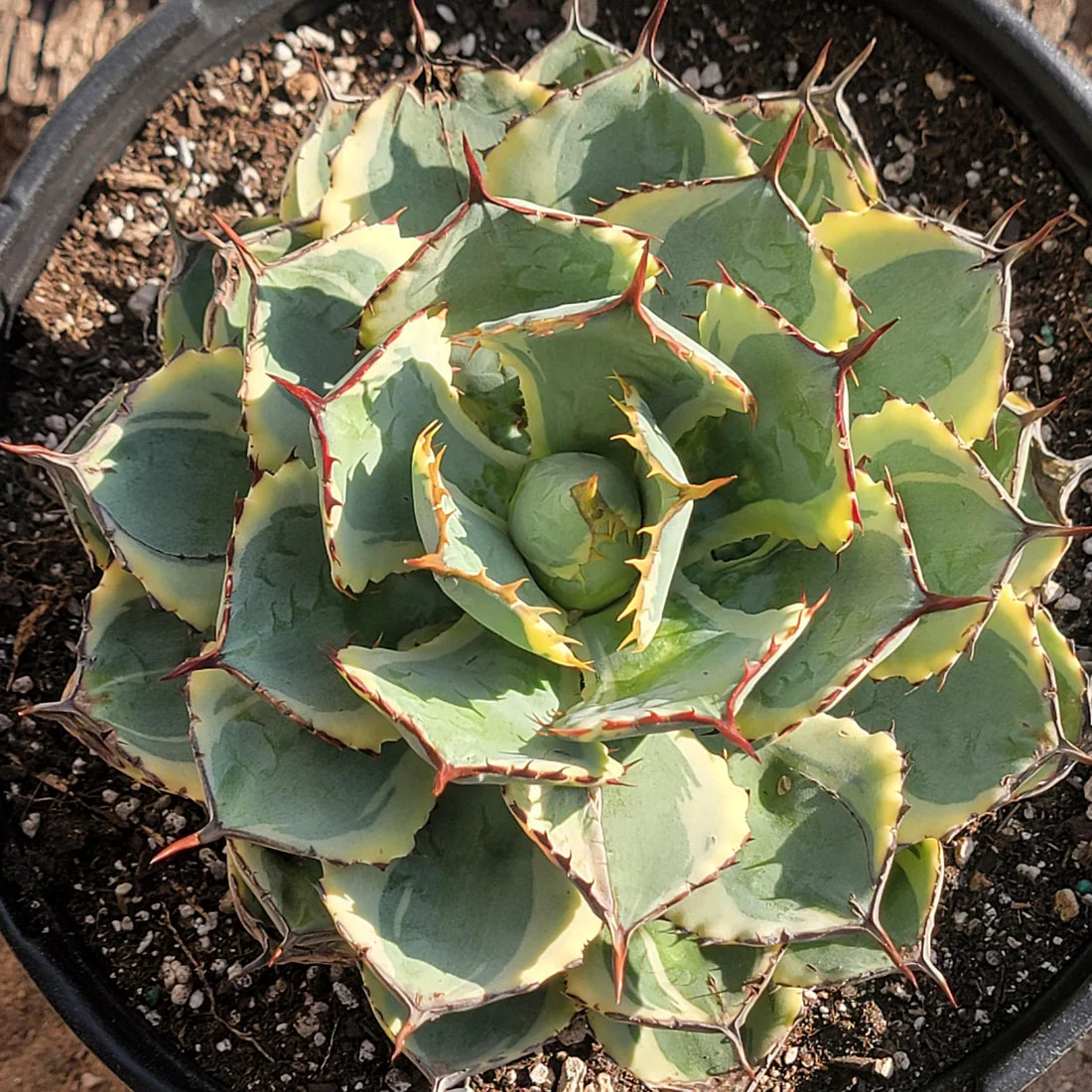 Agave potatorum ‘Kichiokan’ Variegated (Variegated Butterfly Agave)