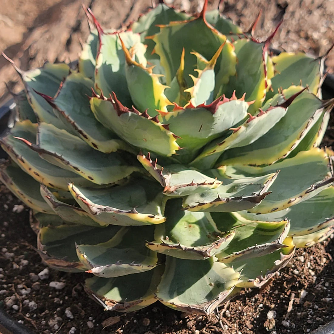 Variegated Butterfly Agave – Architectural Foliage
