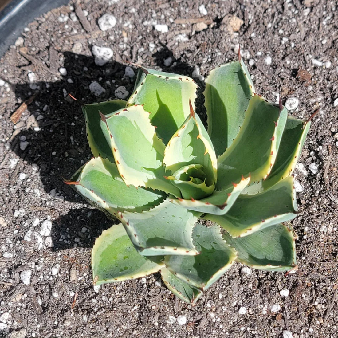Agave potatorum ‘Kichiokan’ Variegated (Variegated Butterfly Agave)